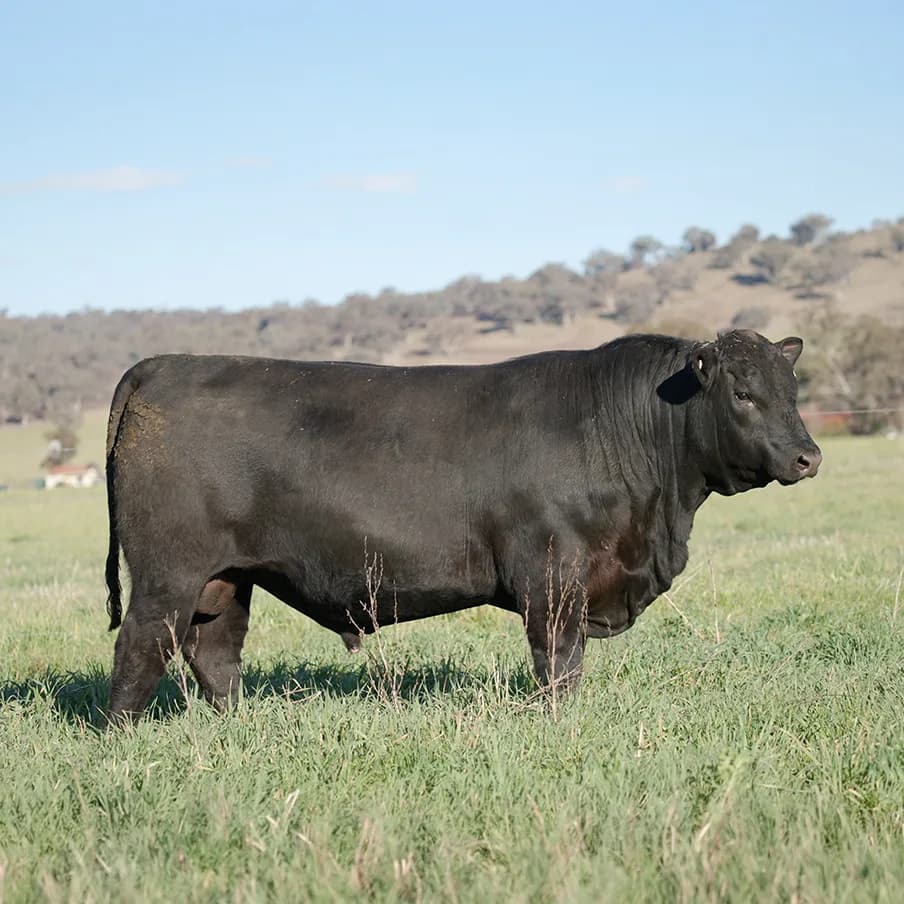 MILLAH MURRAH TECTONIC T69