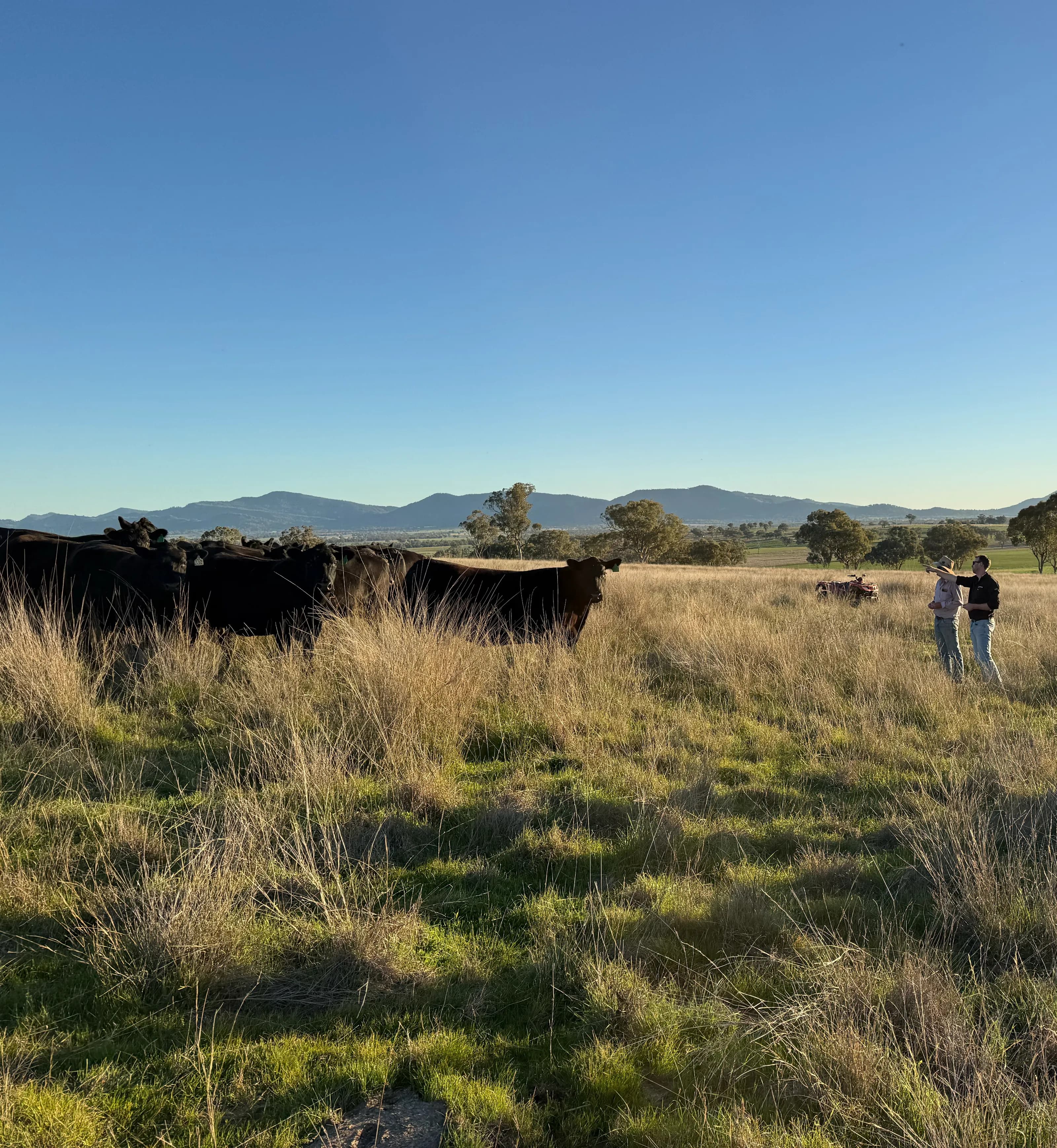 Angus cattle in a paddock with producers looking over the herd